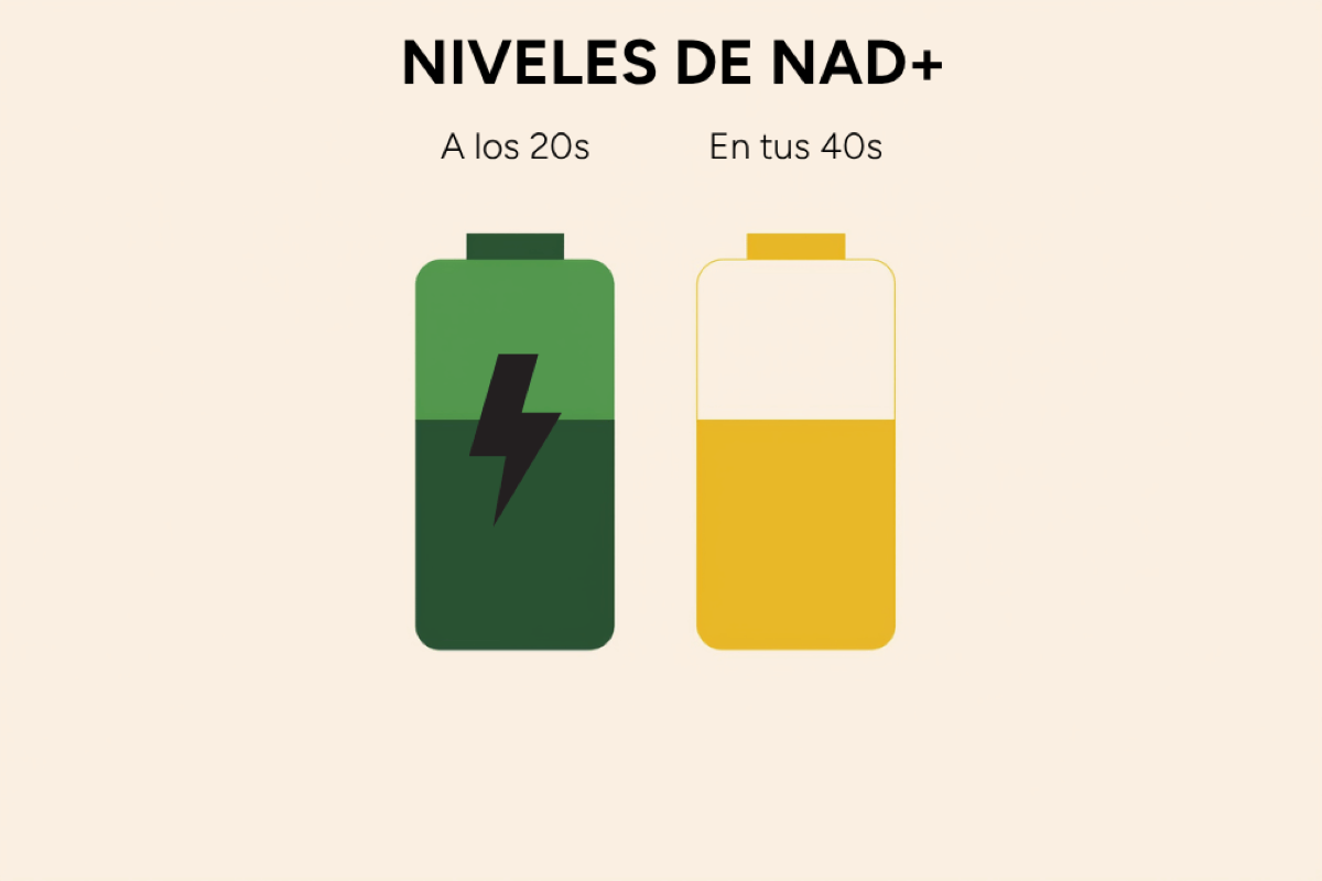 Ilustraci&oacute;n de bater&iacute;a: los niveles de NAD+ a los 20 y a los 40